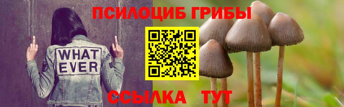 Шали  цена   Вход с VPN  Псилоцибиновые грибы прущие грибы  Галлюциногенные грибы GOLDEN TEACHER 